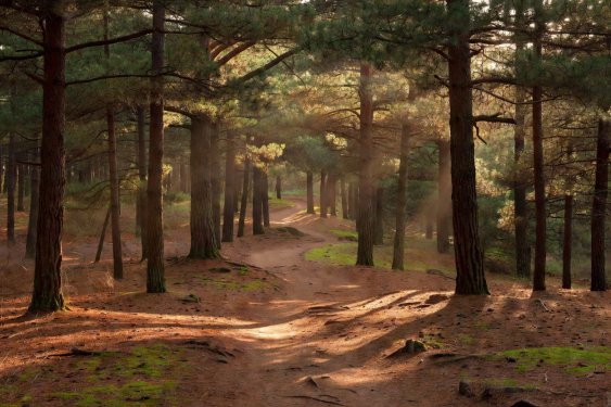 A dirt footpath curving through tall pine trees with warm afternoon sunbeams filtering down