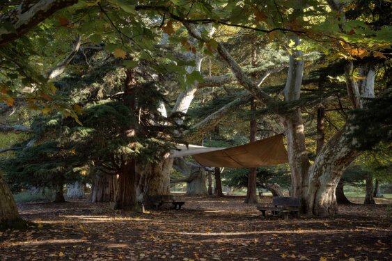 A dense grove of mature sycamore and cedar trees with benches tucked into cool leafy shadows